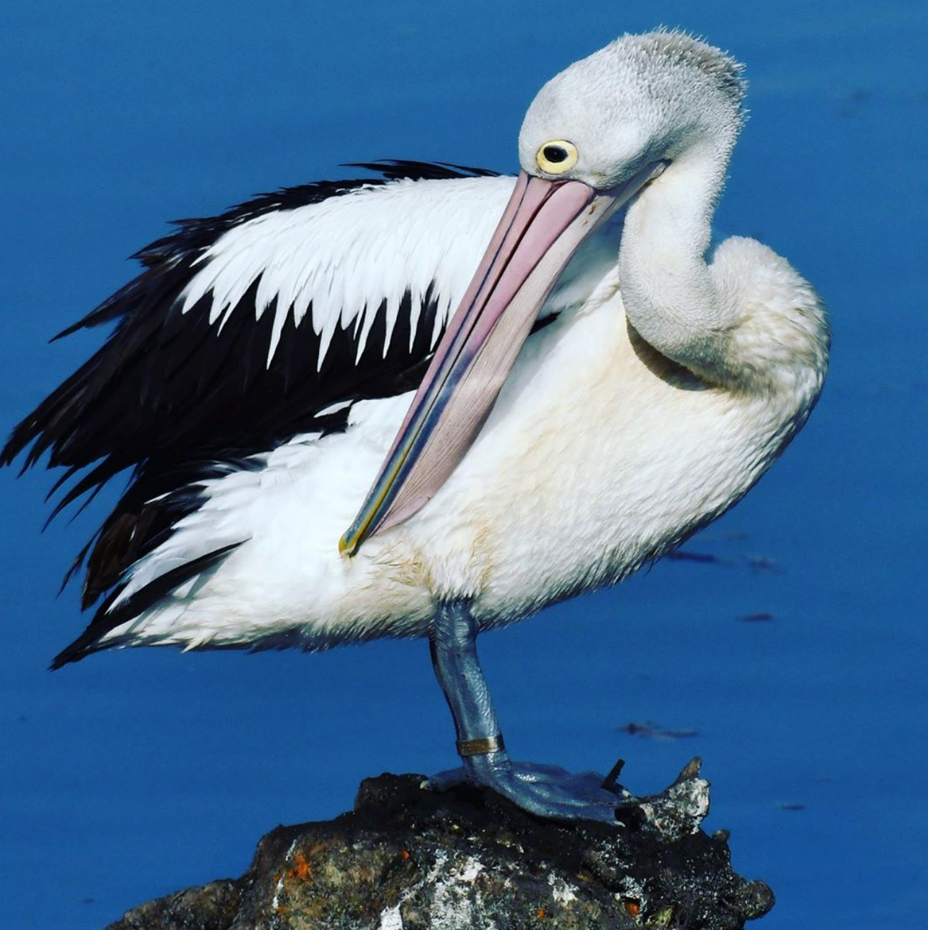 
                  Australian Pelican
                