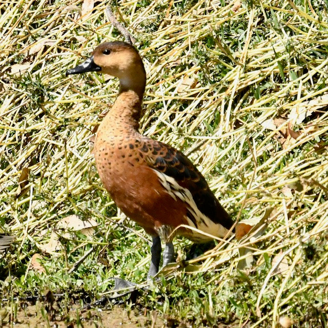 
                  Newcastle birding tours are getting 100+ bird species
                